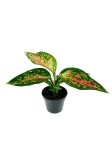 Aglaonema Red Valentine - S