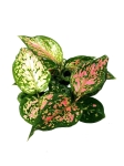 Aglaonema Red Valentine - S