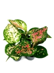 Aglaonema Red Valentine - S