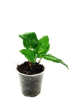 Goeppertia (Calathea) musaica "Network" - S