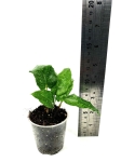 Goeppertia (Calathea) musaica "Network" - S