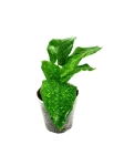 Goeppertia (Calathea) musaica "Network" - S