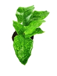 Goeppertia (Calathea) musaica "Network" - S