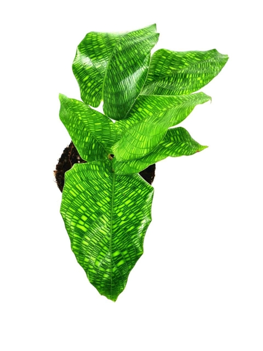 Goeppertia (Calathea) musaica "Network" - S