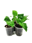 Goeppertia (Calathea) musaica "Network" - S