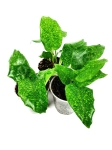 Goeppertia (Calathea) musaica "Network" - S