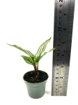 Goeppertia (Calathea) elliptica "Vitatta"- S