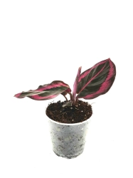 Goeppertia (Calathea) Princess Jessie