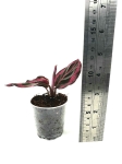 Goeppertia (Calathea) Princess Jessie - S