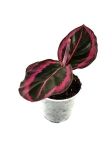 Goeppertia (Calathea) Princess Jessie - S