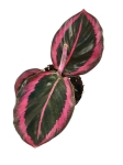 Goeppertia (Calathea) Princess Jessie - S