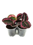 Goeppertia (Calathea) Princess Jessie - S