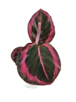 Goeppertia (Calathea) Princess Jessie - S