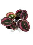 Goeppertia (Calathea) Princess Jessie - S