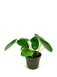 Pilea peperomioides - S