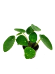 Pilea peperomioides - S
