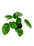 Pilea peperomioides - S