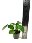 Pilea peperomioides - S