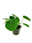 Pilea peperomioides - S