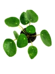 Pilea peperomioides - S