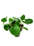 Pilea peperomioides - S