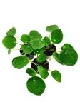 Pilea peperomioides - S