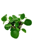 Pilea peperomioides - S