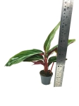 Stromanthe sanguinea - S