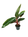 Stromanthe sanguinea - S
