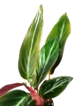 Stromanthe sanguinea - S