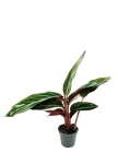 Stromanthe sanguinea - S