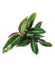 Stromanthe sanguinea - S