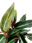 Stromanthe sanguinea - S