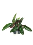 Stromanthe sanguinea - S