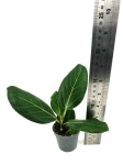 Ficus benghalemsis - S