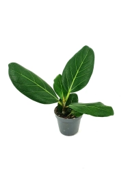 Ficus benghalemsis (audrey)