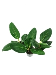 Ficus benghalemsis - S
