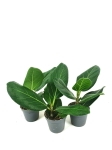 Ficus benghalemsis - S