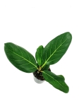 Ficus benghalemsis - S