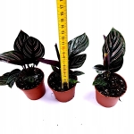 Calathea-goeppertia-sanderiana-ornata-S-Rodzaj-rosliny-rosliny-zielone.jpg