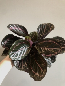 Calathea roseopicta Dottie
