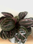 C. roseopicta dottie - dorosła roślina L