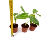 Alocasia lutea - S (przykładowe sadzonki)