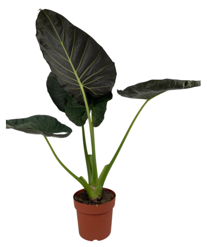 Alocasia Regal Shield