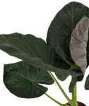 Alocasia Regal Shield XL