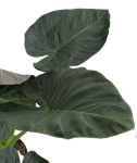 Alocasia Regal Shield XL