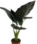 Alocasia Regal Shield XL