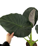 Alocasia Regal Shield XL
