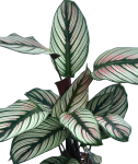 Goeppertia (Calathea) White Star - zdjęcie poglądowe gatunku