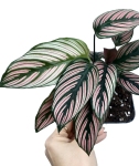 Goeppertia (Calathea) White Star - zdjęcie poglądowe gatunku
